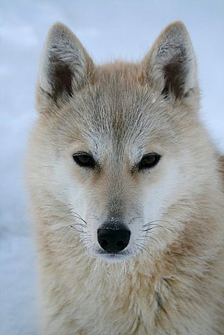 A white sled dog, husky, portrait