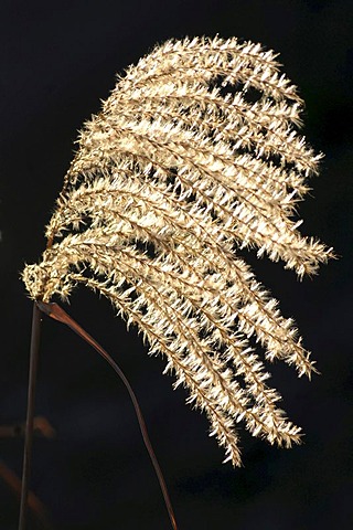Silver grass (Miscanthus)