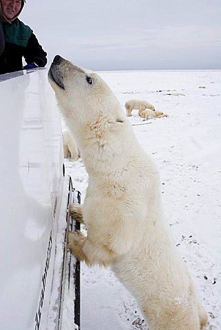 Polar bear (Ursus maritimus) standing on its back legs at the railing of a Tundra Buggy, Churchill, Manitoba, Canada