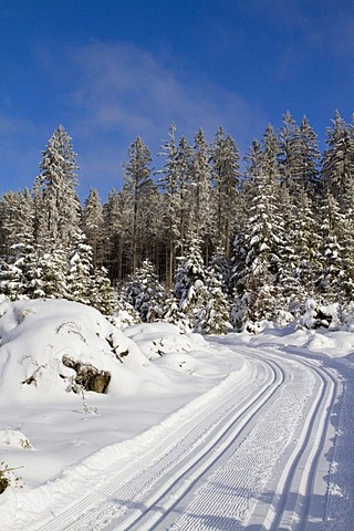 Cross-country ski trail in the snow-covered forest, Gutenbrunn Baernkopf biathlon and cross country ski center, Waldviertel, Lower Austria, Austria, Europe