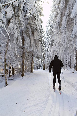 Cross-country skier, classic style, in the snow-covered forest, Gutenbrunn Baernkopf biathlon and cross country ski center, Waldviertel, Lower Austria, Austria, Europe