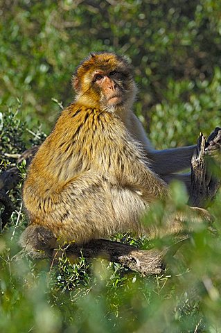 Barbary macaque (Macaca sylvanus), Gibraltar, Europe