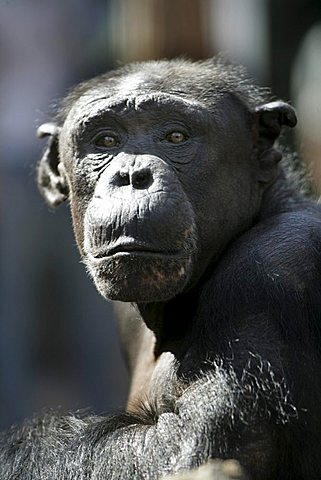 Chimpanzee (Pan) at ZOOM Erlebniswelt Zoo in Gelsenkirchen, North Rhine-Westphalia, Germany, Europe