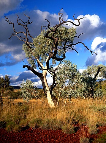 Eucalyptus Gum Tree, Munjina Gorge, Pilbara, Northwest Australia