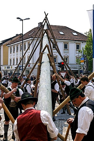 Maypole being raised, Prien, Chiemgau, Upper Bavaria, Germany, Europe