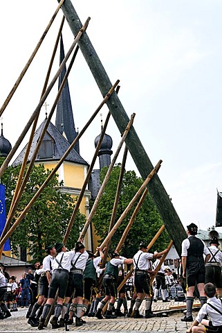 Maypole being raised, Prien, Chiemgau, Upper Bavaria, Germany, Europe