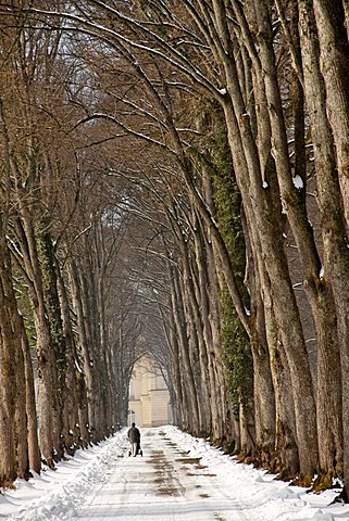 Alley of Hornbeam trees (Carpinus betulus) in winter, Herreninsel island, Lake Chiemsee, Chiemgau, Upper Bavaria, Germany, Europe