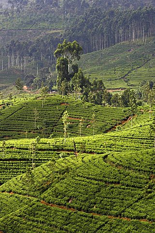 LKA, Sri Lanka, Nuwara Eliya, Highlands, tea plantaion area.