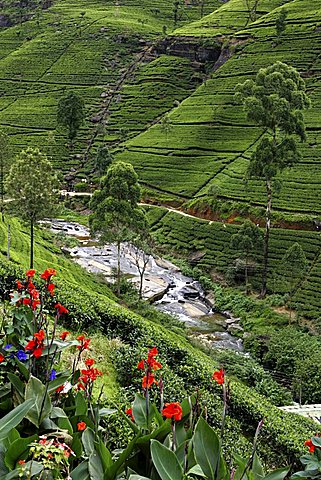 LKA, Sri Lanka, Nuwara Eliya, Highlands, tea plantaion area.