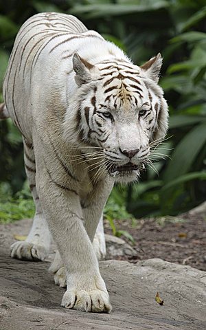 White Bengal Tiger (Panthera tigris tigris), Singapore Zoo, Singapore, Asia