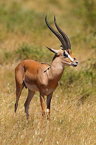 Grant's Gazelle (Nanger granti), buck, Samburu National Reserve, Kenya, Africa