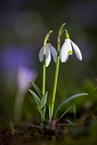 Snowdrops (Galanthus)