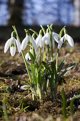 Snowdrops (Galanthus)