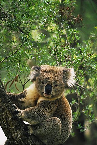 Koala (Phascolarctos cinereus), Koala Conservation Center, Phillip Island, Victoria, Australia