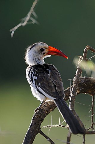 Red-billed Hornbill (Tockus erythrorhynchus), Samburu National Reserve, Kenya, Africa