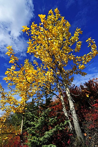 Aspen trees with autumn colours, Denali National Park, Alaska, USA