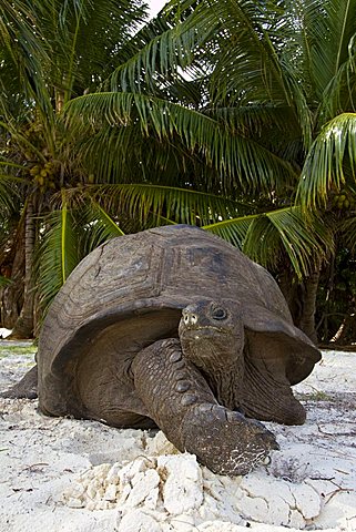 Aldabra Giant Tortoise (Aldabrachelys gigantea, syn. Geochelone gigantea, Dipsochelys elephantina and Dipsochelys dussumieri), portrait, Curieuse island, Praslin, Seychelles, Africa, Indian Ocean