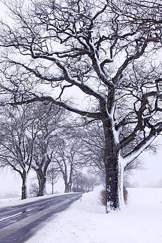 English oak tree parkway (Quercus robur), icy road in winter with heavy snowfall, Naturdenkmal Grabauer Eichen-Allee nature monument, Grabau, Kreis Stormarn district, Schleswig-Holstein, Germany, Europe