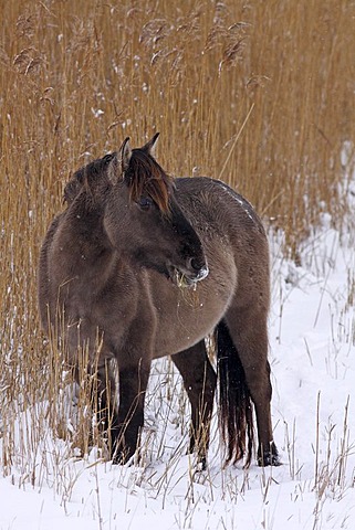 Konik or Polish primitive horse (Equus przewalskii f. caballus) in winter in snow