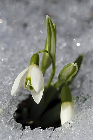 Snowdrops (Galanthus) breaking through the snow covered ground