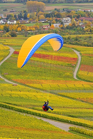 Paragliding over vineyards in autumn, Remstal, Baden-Wuerttemberg, Germany, Europe