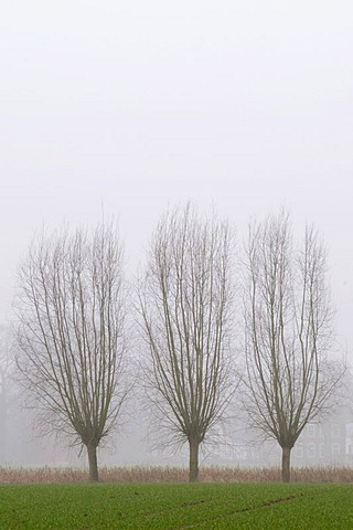 Pollarded willows at the edge of a field in hazy weather, Kamen, North Rhine-Westphalia, Germany, Europe