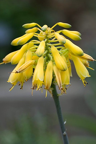 Aloe (Aloe sinkatana)