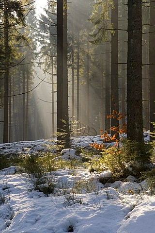 Fir forest in back light, Bayerisch Eisenstein, Bavarian Forest, Bavaria, Germany, Europe