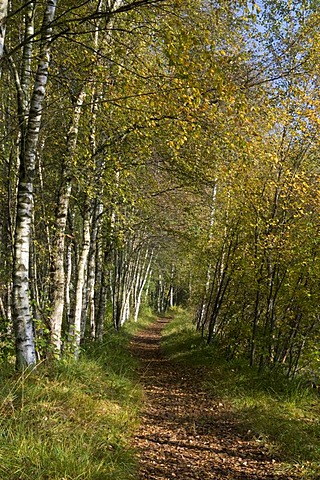 Path through the birch forest in the Venner Moor Naturschutzgebiet nature reserve, Muensterland region, North Rhine-Westphalia, Germany, Europe