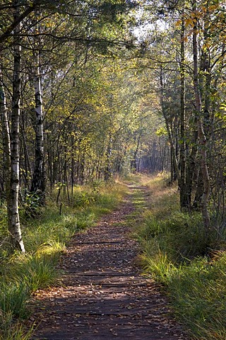 Path through the birch forest in the Venner Moor Naturschutzgebiet nature reserve, Muensterland region, North Rhine-Westphalia, Germany, Europe