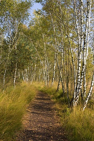 Path through the birch forest in the Venner Moor Naturschutzgebiet nature reserve, Muensterland region, North Rhine-Westphalia, Germany, Europe