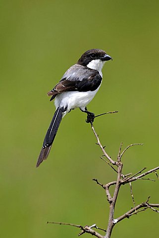 Common Fiscal of Fiscal Shrike (Lanius collaris) perched on a lookout branch, Nairobi National Park, Kenya, East Africa, Africa