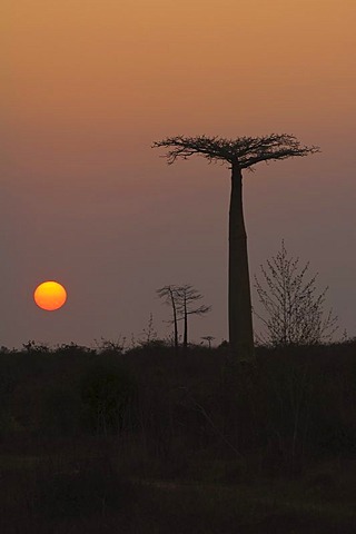 Baobabs (Adansonia grandidieri) at sunset, Morondava, Madagascar, Africa