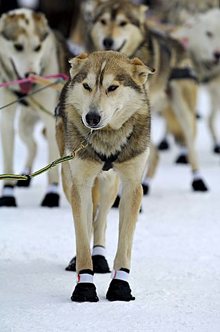 Alaskan Huskies, sled dogs at the start of the Iditarod Sleddog Race, longest dogsled race in the world between Anchorage and Nome, Alaska, USA