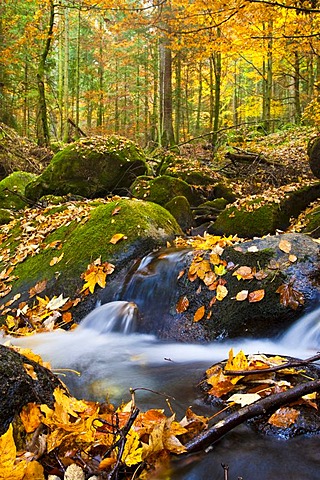 Gertelbach brook, Gertelbachschlucht gorge, Buehl, Buehlertal valley, Black Forest, Baden-Wuerttemberg, Germany, Europe