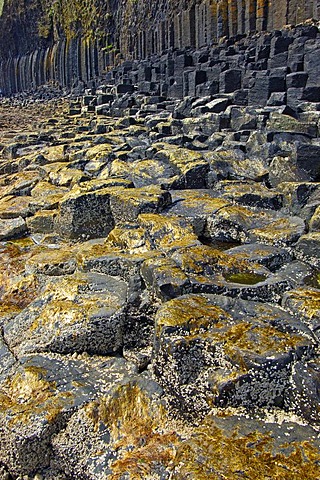 Isle of Staffa Nature Reserve, Inner Hebrides, Argyll and Bute, Mull, Scotland, United Kingdom, Europe