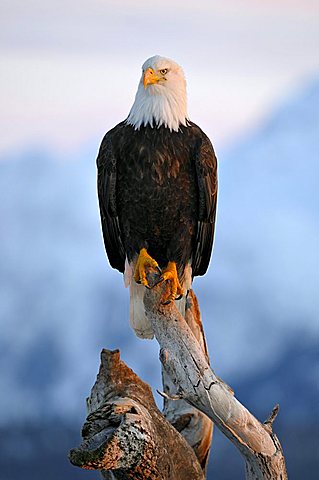 Bald Eagle (Haliaeetus leucocephalus) perched on a branch in the last evening light, Kenai Peninsula, Alaska, USA