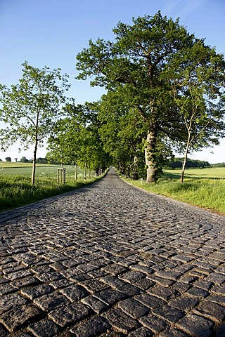 Country road, avenue, part of the Deutsche Alleenstrasse German Avenue Road, between Granitz and Putbus, Ruegen island, Mecklenburg-Western Pomerania, Germany, Europe