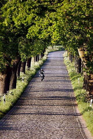 Country road, avenue, part of the Deutsche Alleenstrasse German Avenue Road, between Granitz and Putbus, Ruegen island, Mecklenburg-Western Pomerania, Germany, Europe