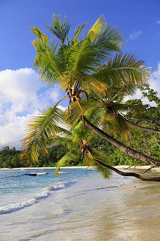 Coconut palms (Cocos nucifera) at Baie Lazare, Mahe island, Seychelles, Africa, Indian Ocean