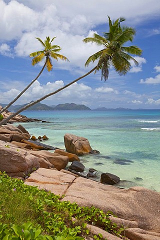 Coconut Palms (Cocos nucifera) and granite rocks on Anse Severe, La Digue Island, Seychelles, Africa, Indian Ocean