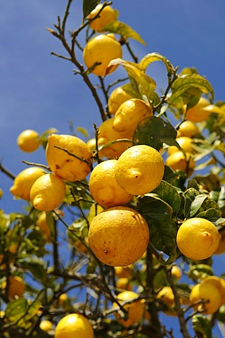 Lemon tree, Ibiza, Pine Islands, Balearic Islands, Spain, Europe