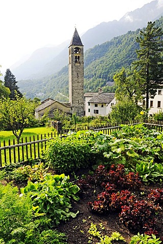 Cottage garden and church in the village of Bondo on the hiking trail Via Bregaglia, Bergell Valley, Val Bregaglia, Engadin, Graubuenden, Grisons, Switzerland, Europe