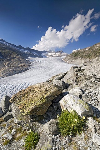 Rhone Glacier in front of Dammastock Mountain, Furka Pass, Valais, Switzerland, Europe