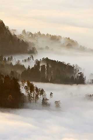 Forest shrouded in mist, Canton Schwyz, Switzerland, Europe