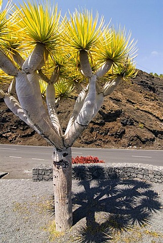 Dragon Tree (Dracaena) on the road to Puerto Naos, La Palma, Canary Islands, Spain, Europe