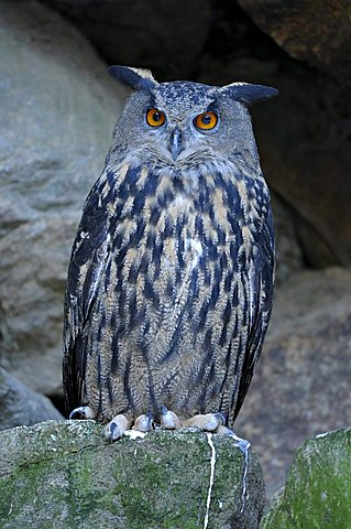 Eurasian Eagle Owl (Bubo bubo), Bavarian Forest, Bavaria, Germany, Europe