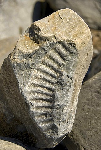 Ammonite fossil, beach, Nash Point, Glamorgan Heritage Coast, South Wales, Wales, United Kingdom, Europe