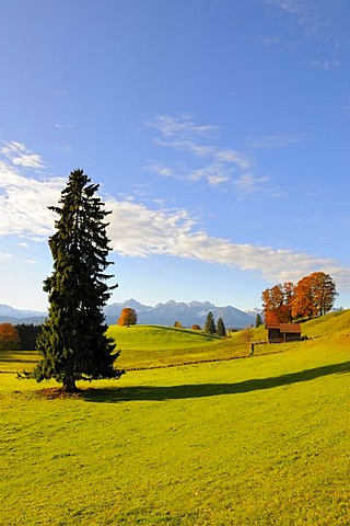 Autumn landscape near Fuessen, Ostallgaeu, Allgaeu, Upper Bavaria, Bavaria, Germany, Europe