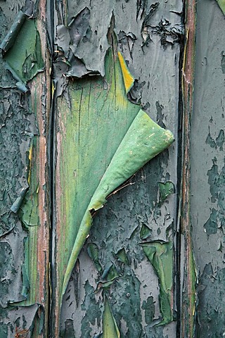 Flaking paint on an old wooden door, Texel, Holland, The Netherlands, Europe